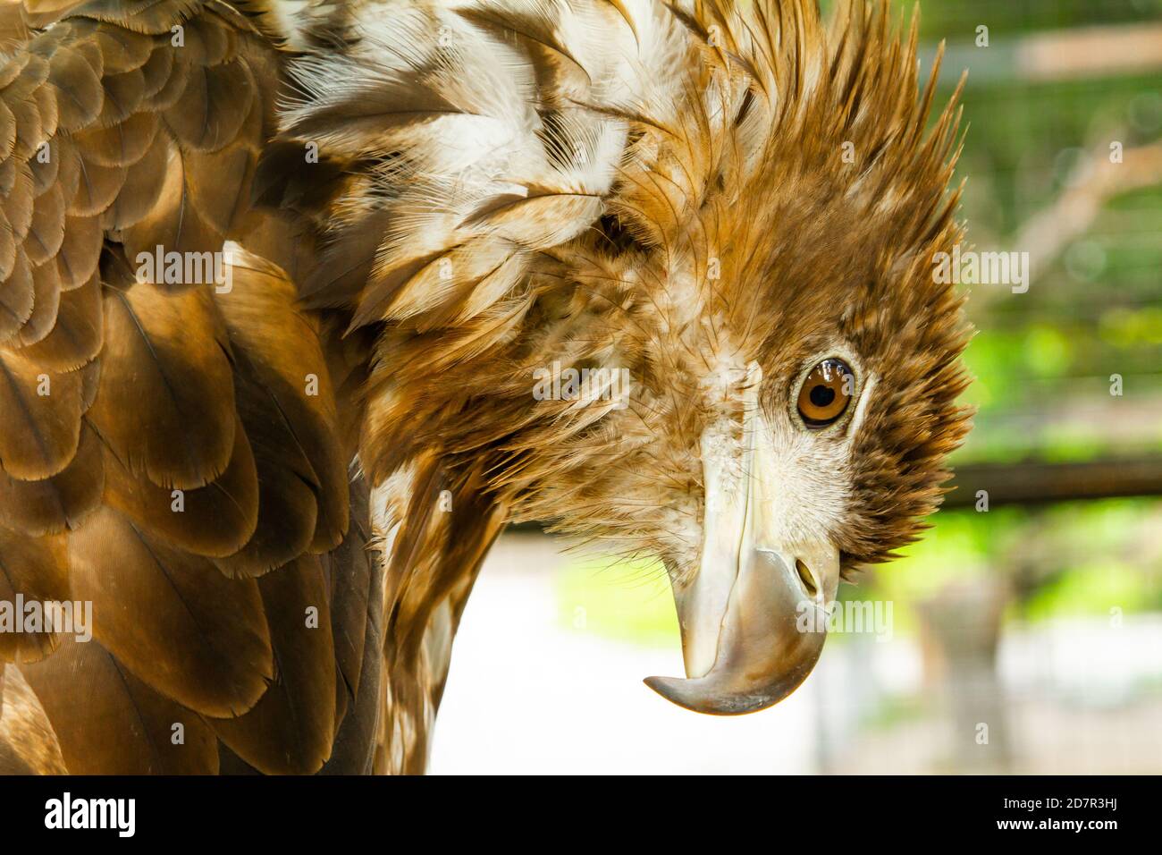 steppe eagle on the background of green grass Stock Photo
