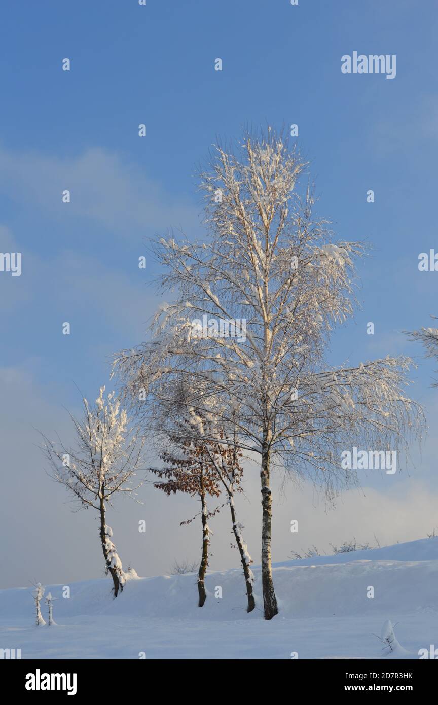 View of three snow-covered birches, a cold winter walk in the golden hour, rural idyll, country side. Stock Photo