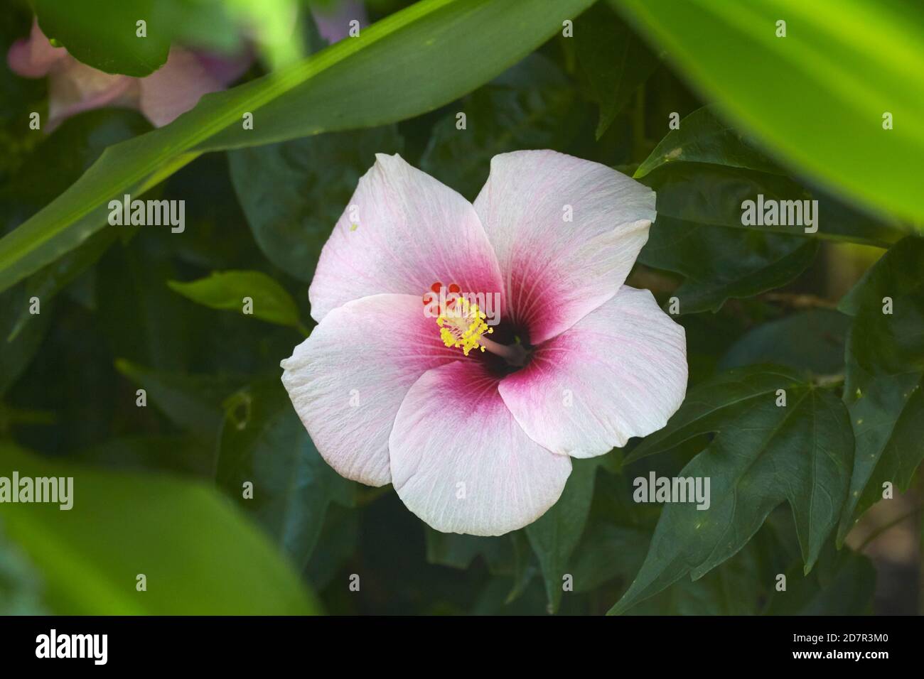 Hibiscus flower, Rarotonga, Cook Islands, South Pacific Stock Photo Alamy