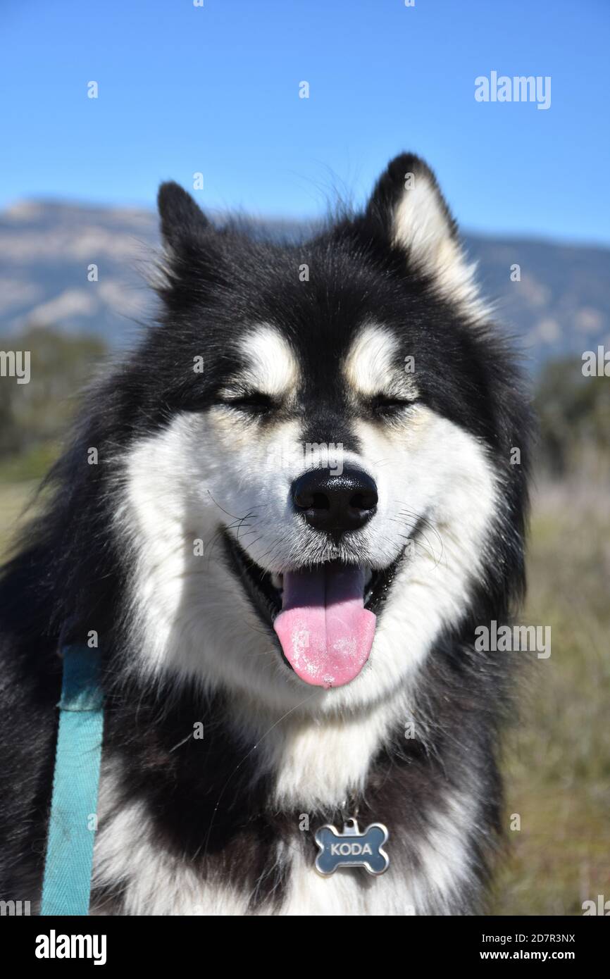 Malamute fur sale