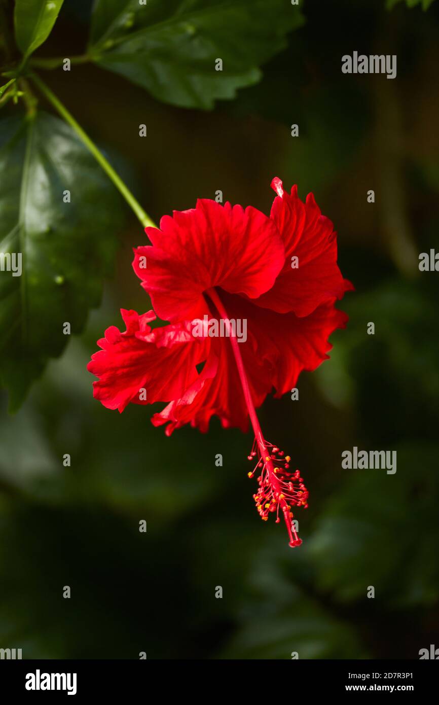 Red Hibiscus (Hibiscus rosa-sinensis), Rarotonga, Cook Islands, South Pacific Stock Photo