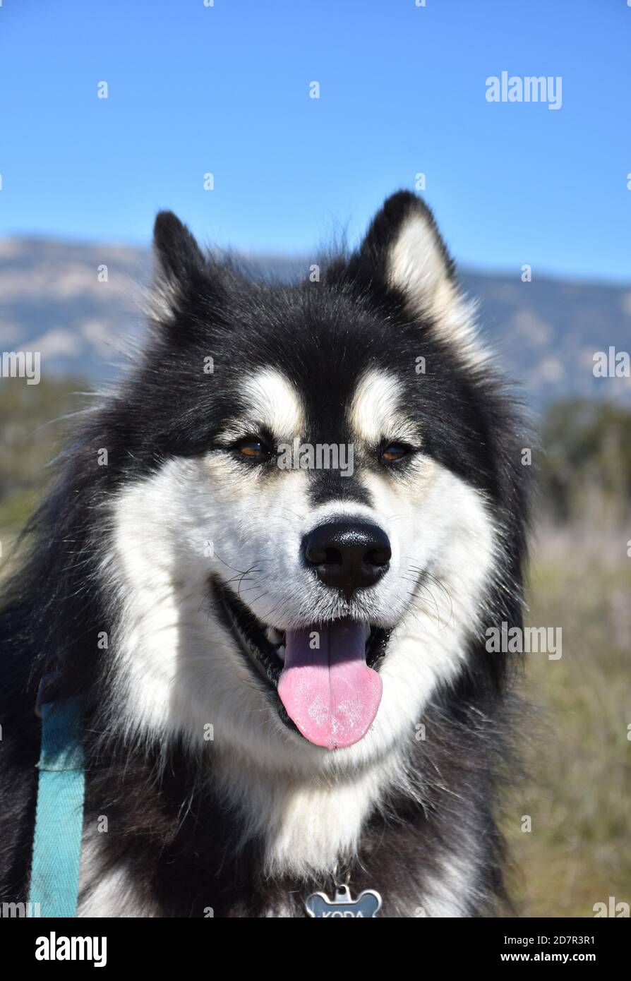 Маламут Собака Фото Цена Щенка