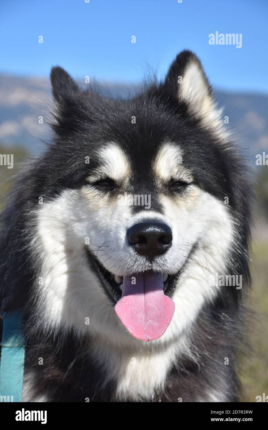 Beautiful face of an alusky dog with squinting eyes Stock Photo - Alamy