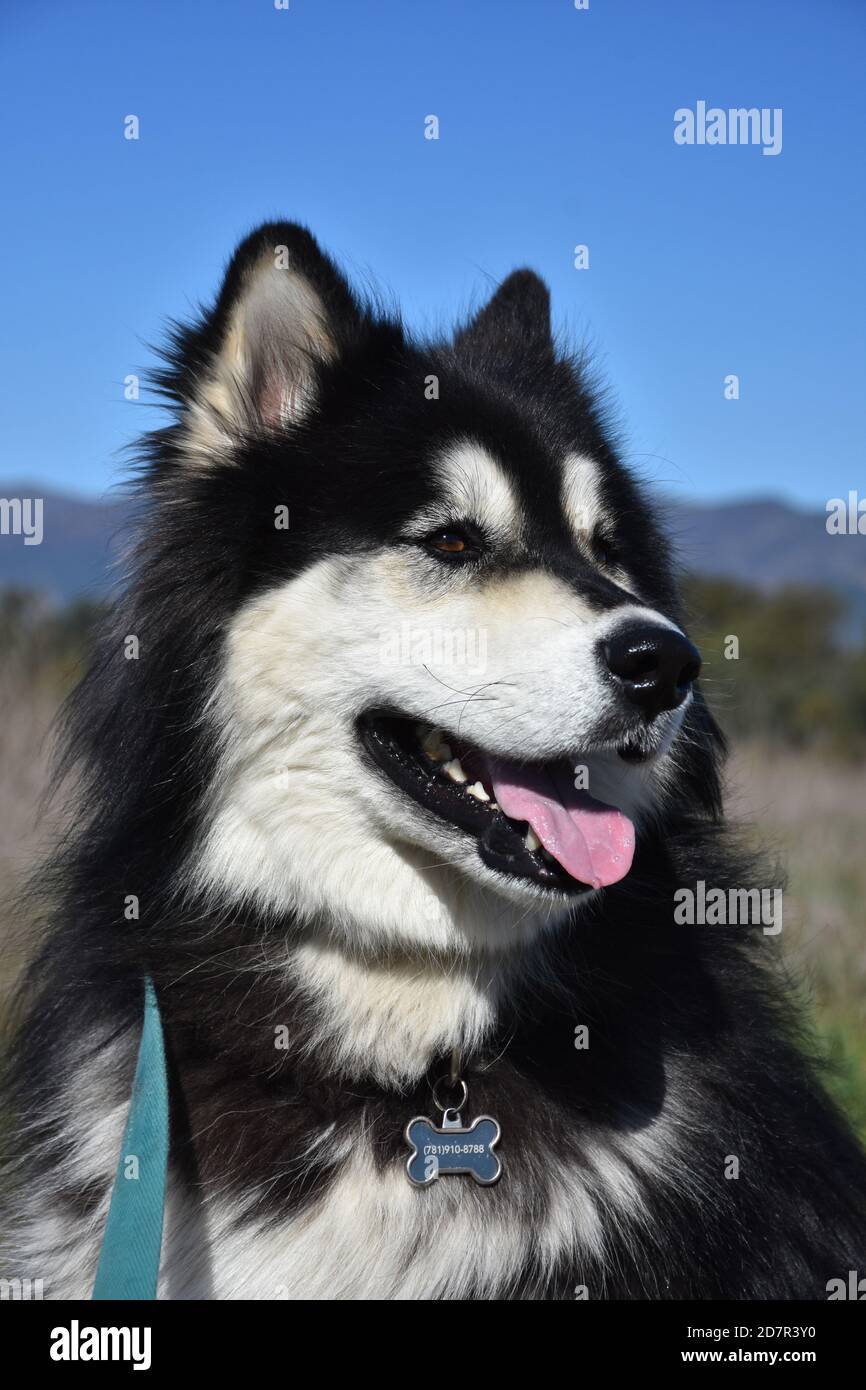 Siberian husky long hair cheap