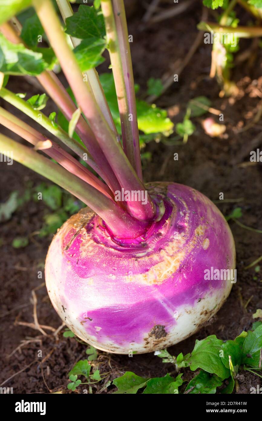 Fresh Turnip Picked in Garden Stock Photo Alamy