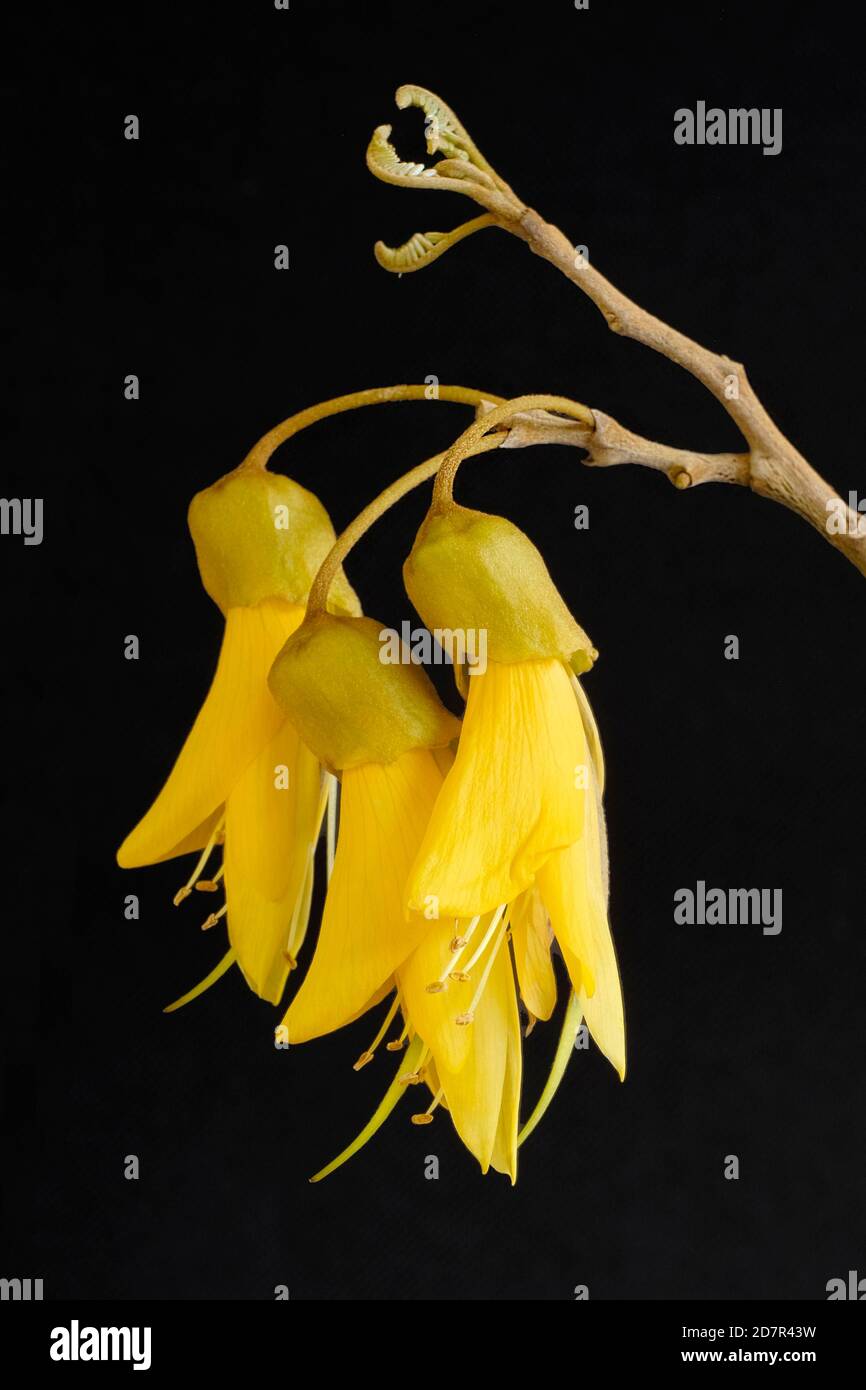 Yellow kowhai flowers on a black neutral background. Kowhai are native to New Zealand Stock Photo