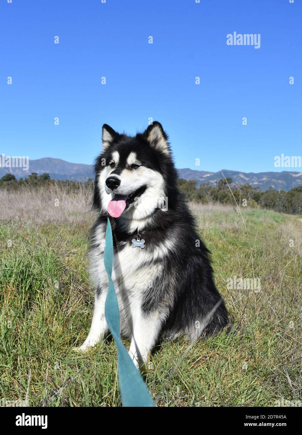 Beautiful husky dog sitting in a grass field Stock Photo - Alamy