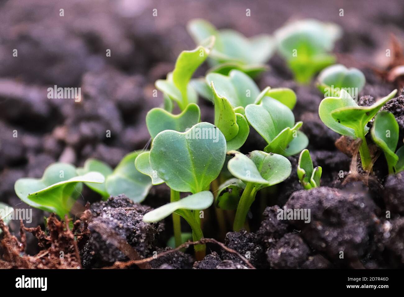 Radish sprouting in the garden dirt before the true leaves Stock Photo