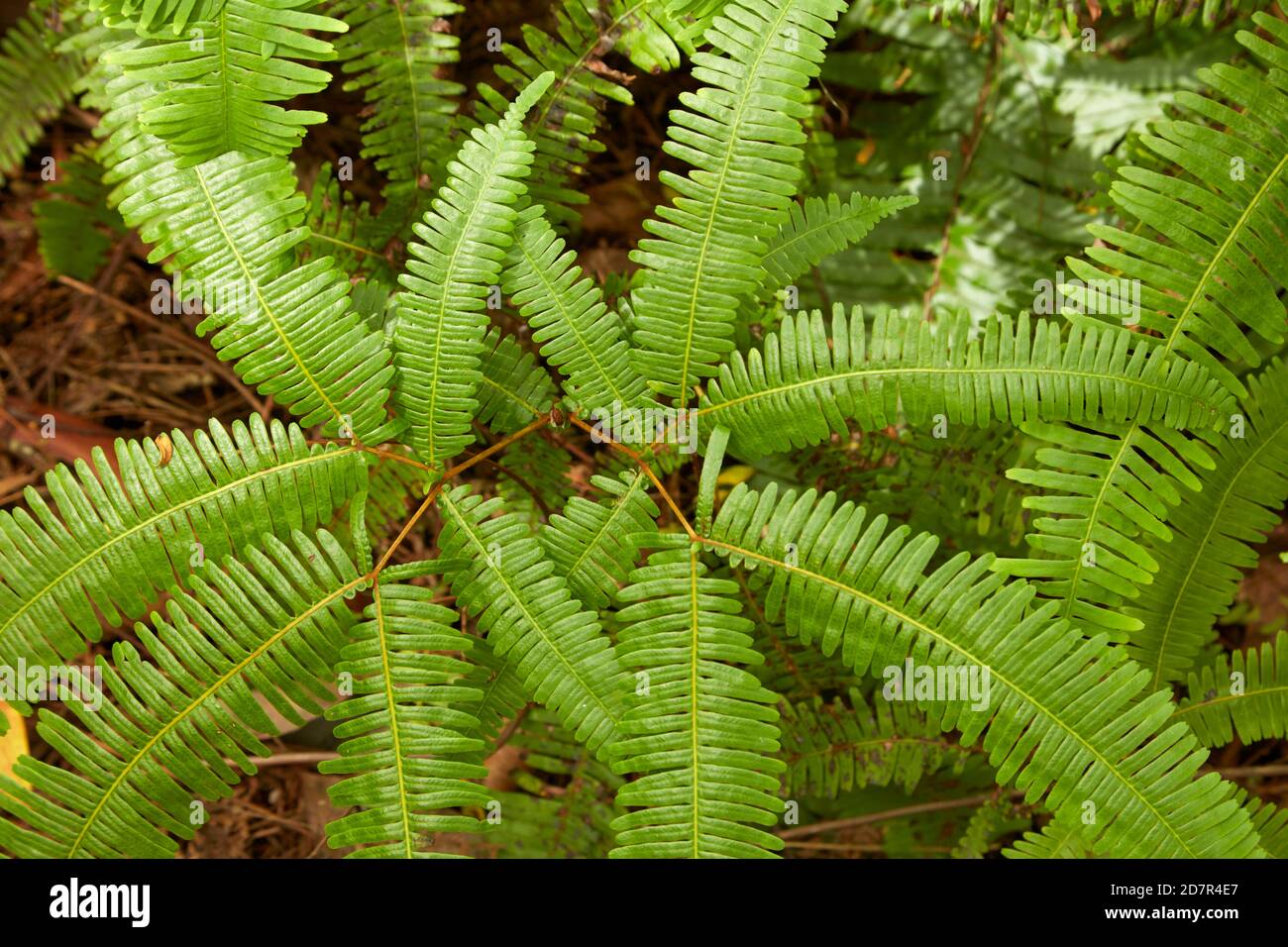 Ferns, Takitoa Ridge Track, Raemaru Mountain, Rarotonga, Cook Islands ...