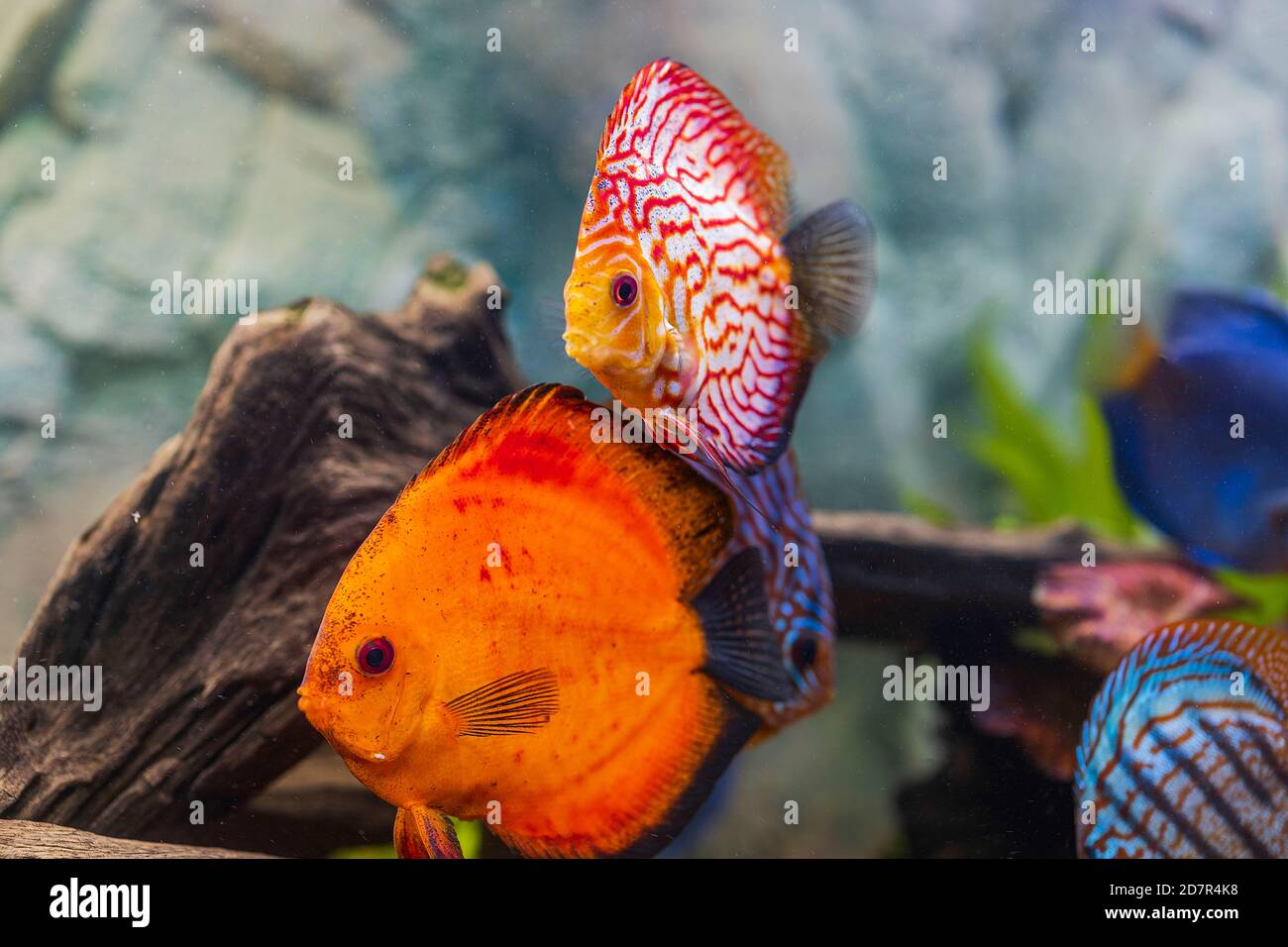 View of discus fish swimming in planted aquarium. Tropical fishes