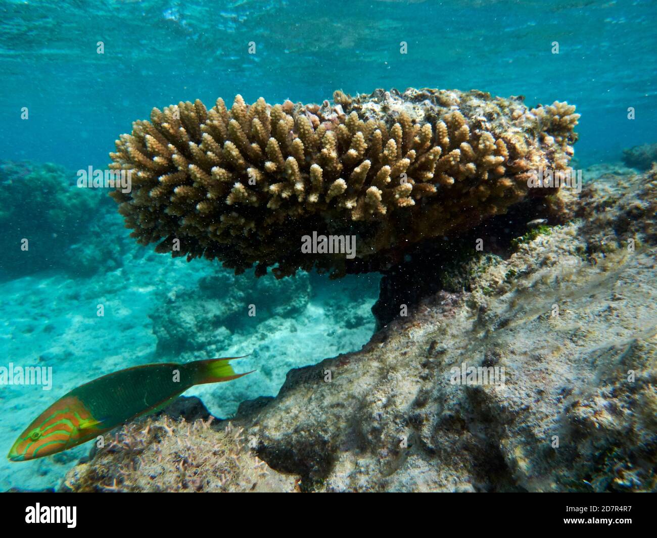 Sunset Wrasse (Thalassoma lutescens) and coral, Rarotonga, Cook Islands, South Pacific Stock Photo