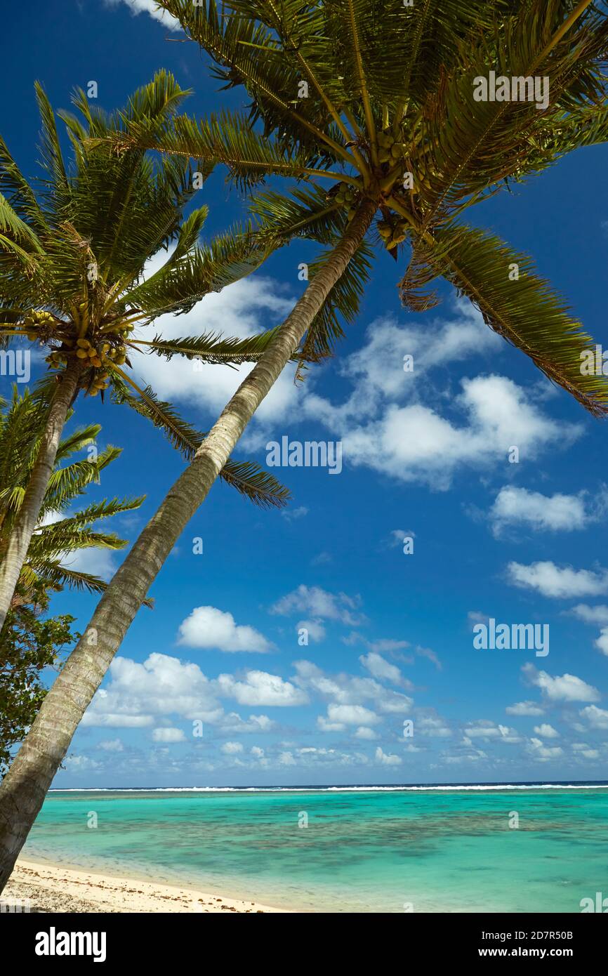 Coconut palm trees and beach, Takitimu District, Rarotonga, Cook Islands, South Pacific Stock Photo