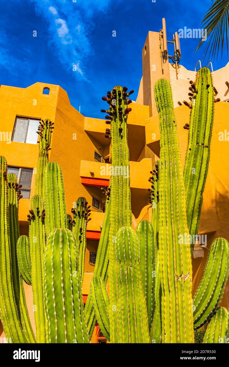 Cactus in cabo san lucas hires stock photography and images Alamy