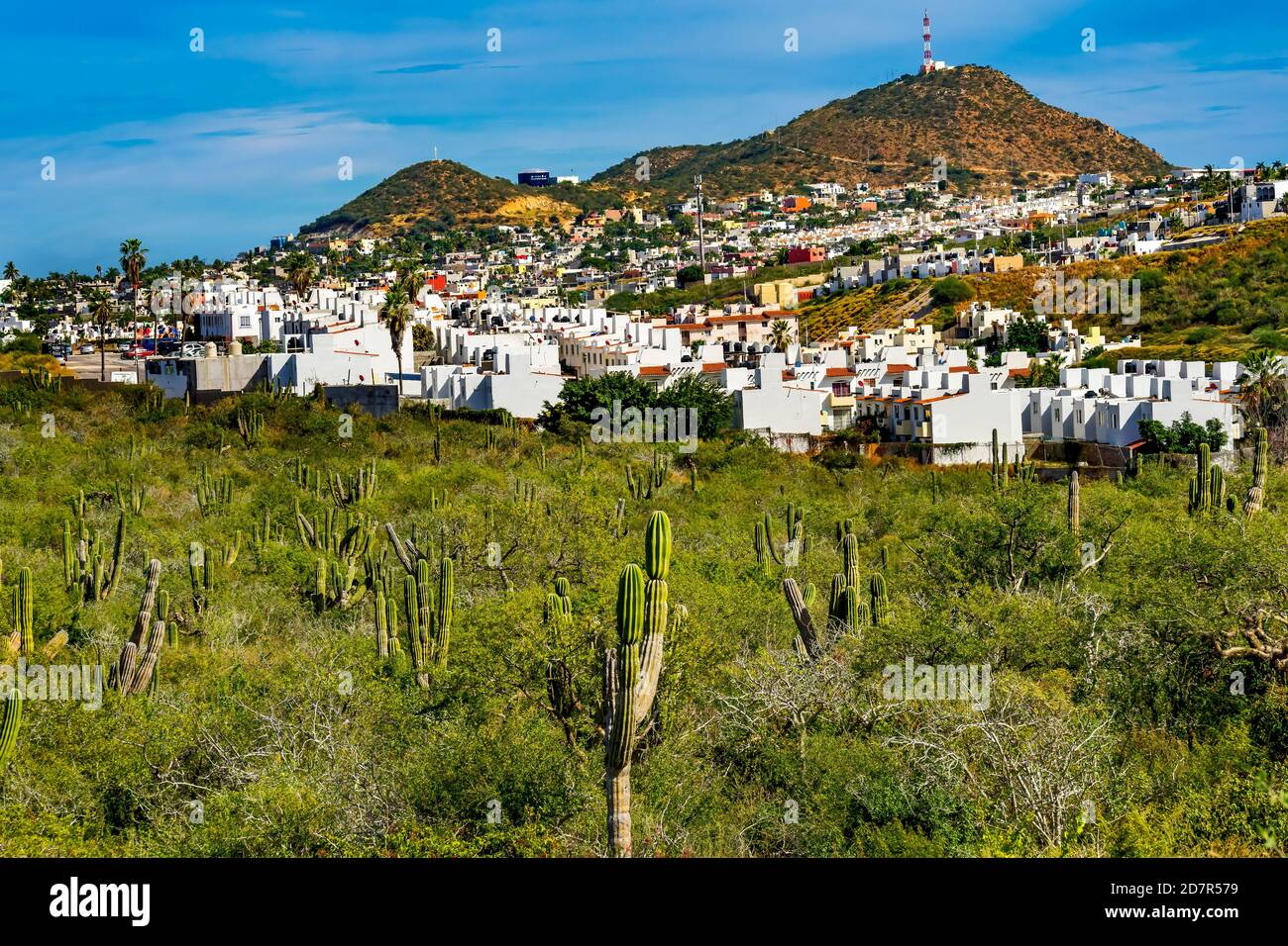 Cactus in cabo san lucas hires stock photography and images Alamy