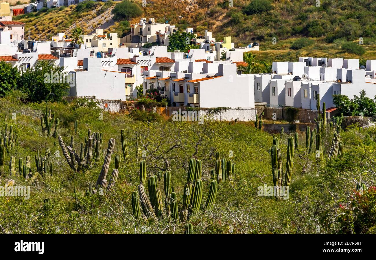 Cactus In Cabo San Lucas High Resolution Stock Photography and Images