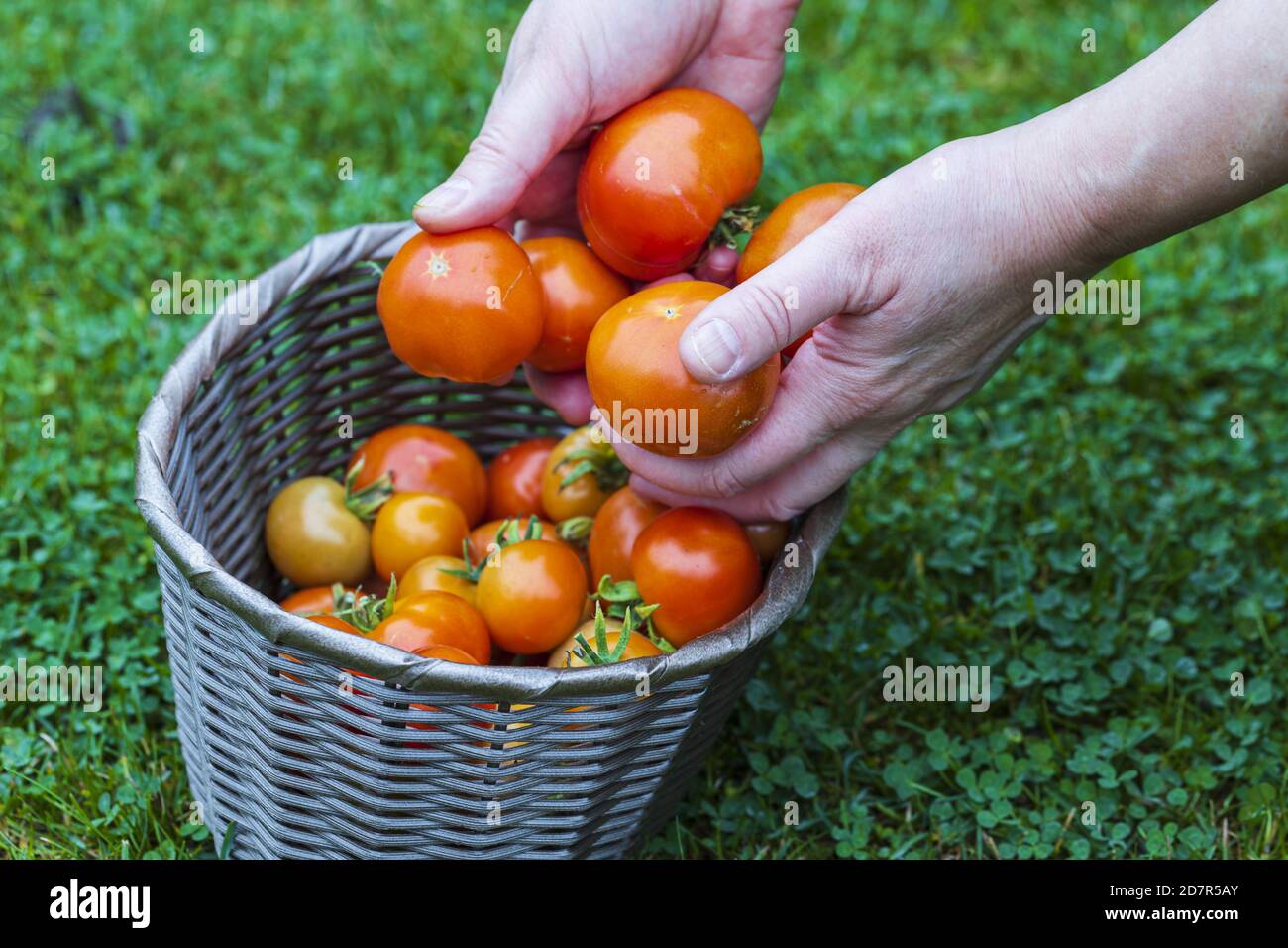 Close up view of male hand holding big red ripe tomato. Red tomatoes in ...
