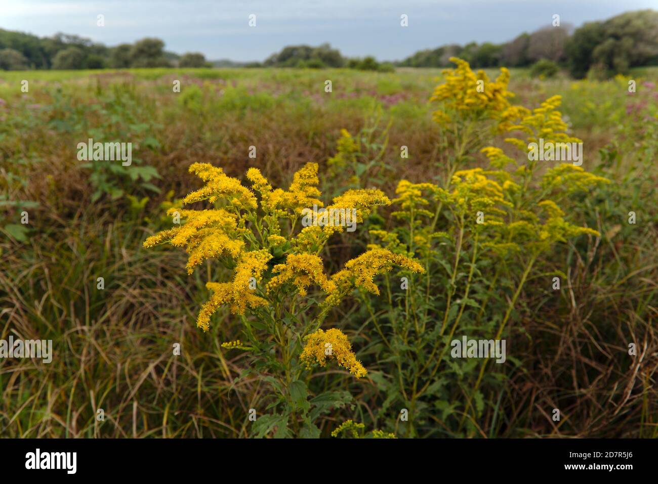 Canada goldenrod (Solidago altissima), shot in a field in Cambridge, Ontario, Canada. Stock Photo