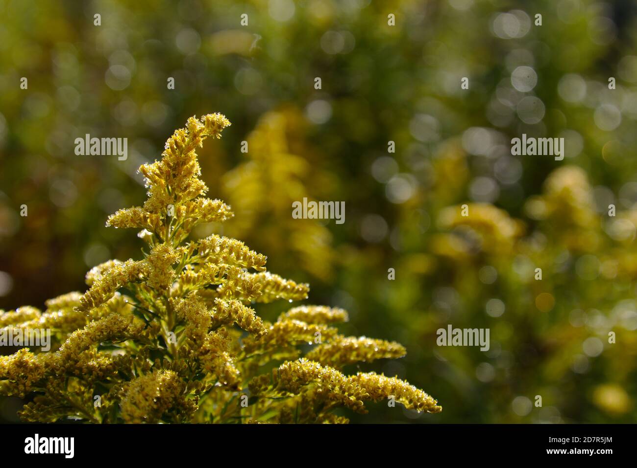 Canada goldenrod (Solidago altissima), shot in a field in Cambridge, Ontario, Canada. Stock Photo