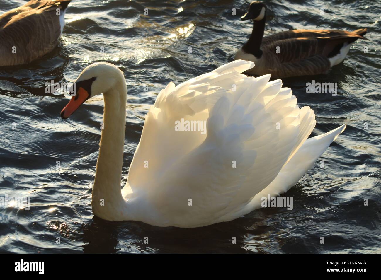 Close-up of a beautiful mute swan on a lake. Sunlight flowing through the wings of a water bird. Waves and wake around the animal. Stock Photo