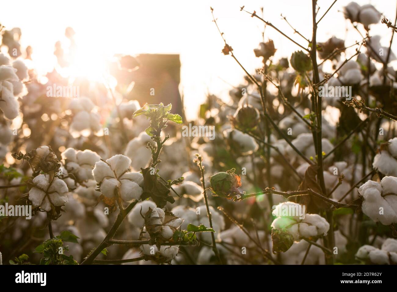 Cotton in a Louisiana Field Stock Photo Alamy