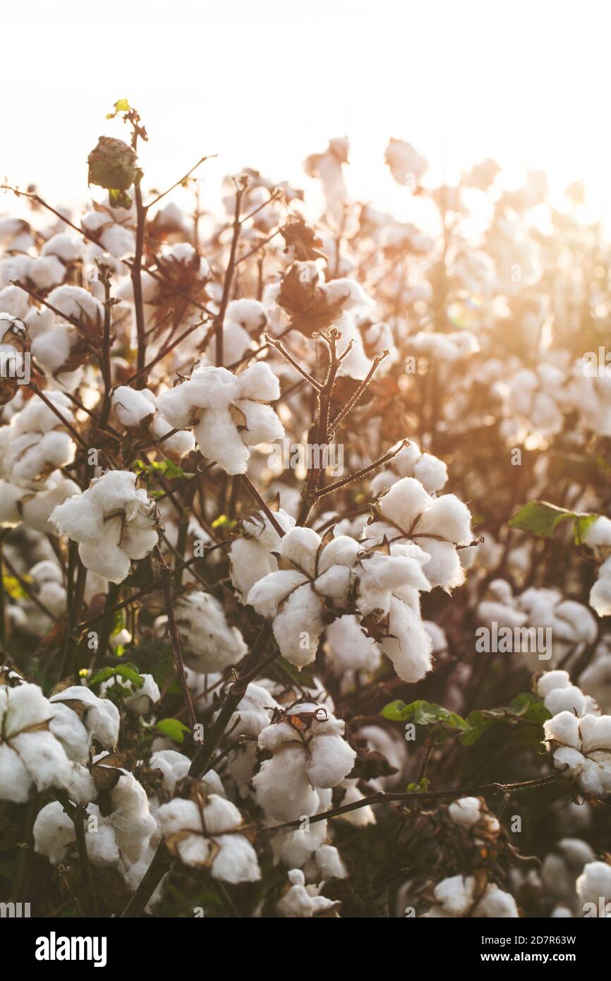 Cotton in a Louisiana Field Stock Photo Alamy