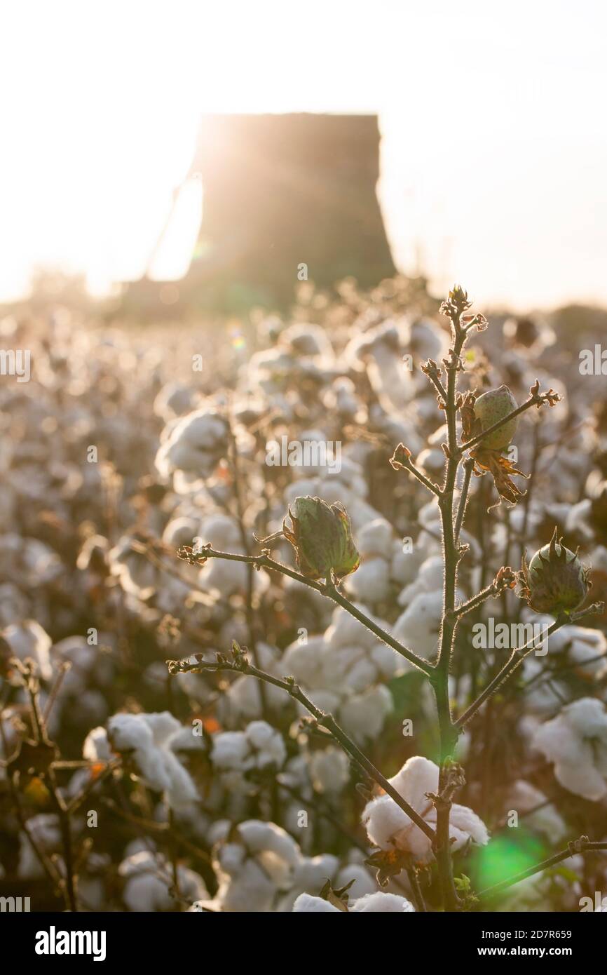 Cotton in a Louisiana Field Stock Photo Alamy