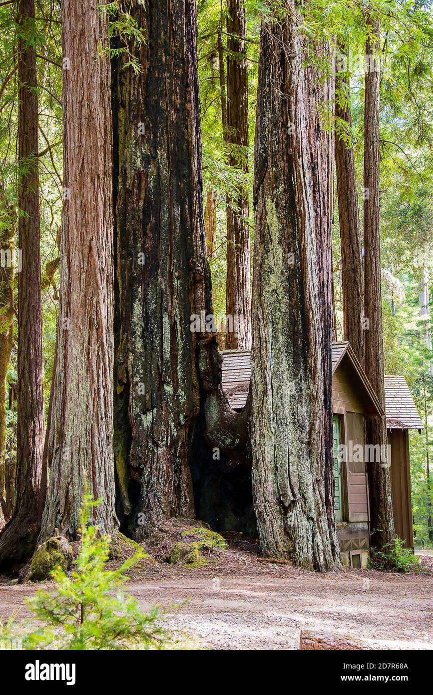 Vertical shot of a wooden cabin between three sequoia trees in Red Wood ...