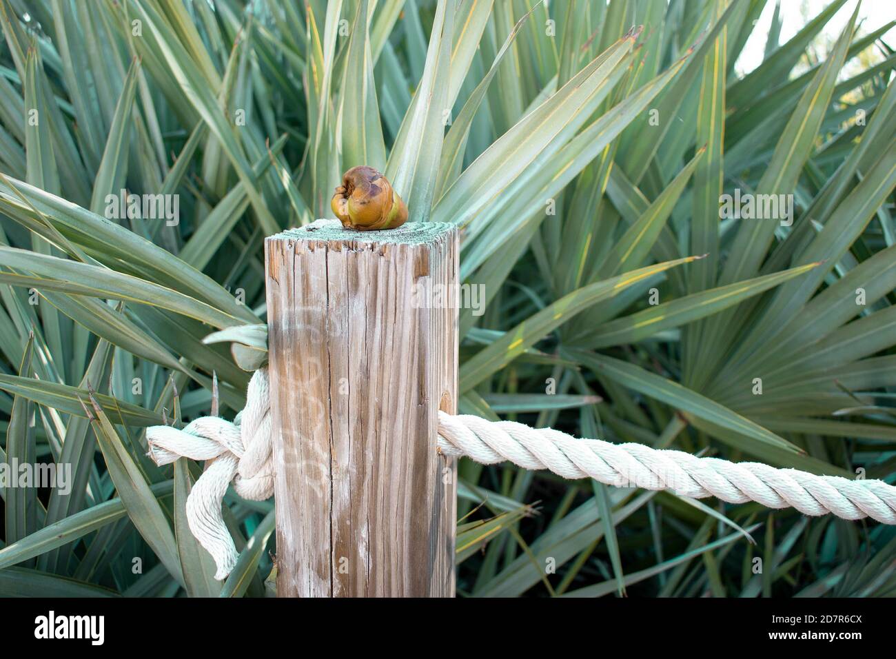 Small coconut on top of a wood trunk Stock Photo