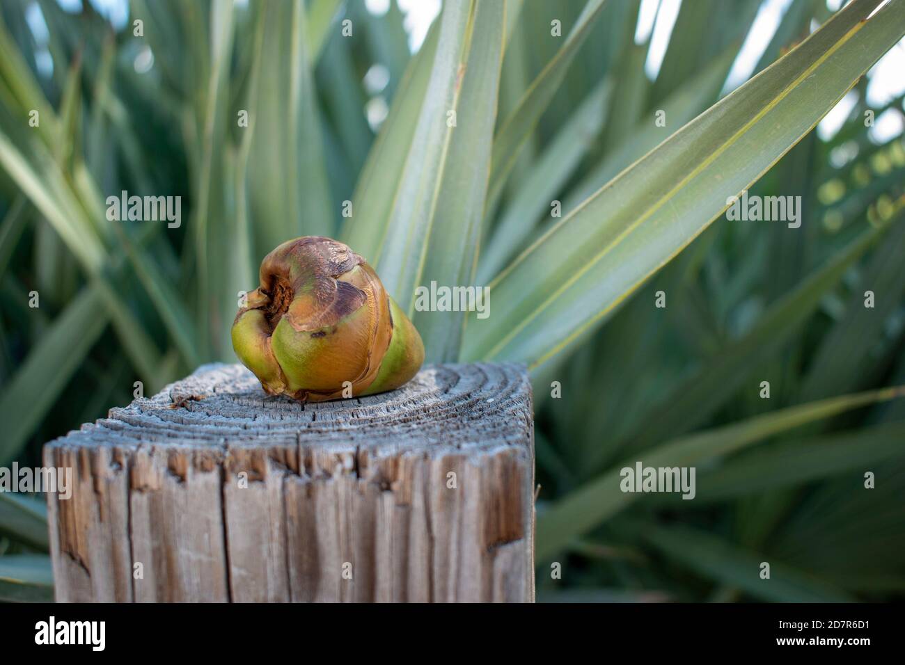 small coconut with green background at the beach side Stock Photo