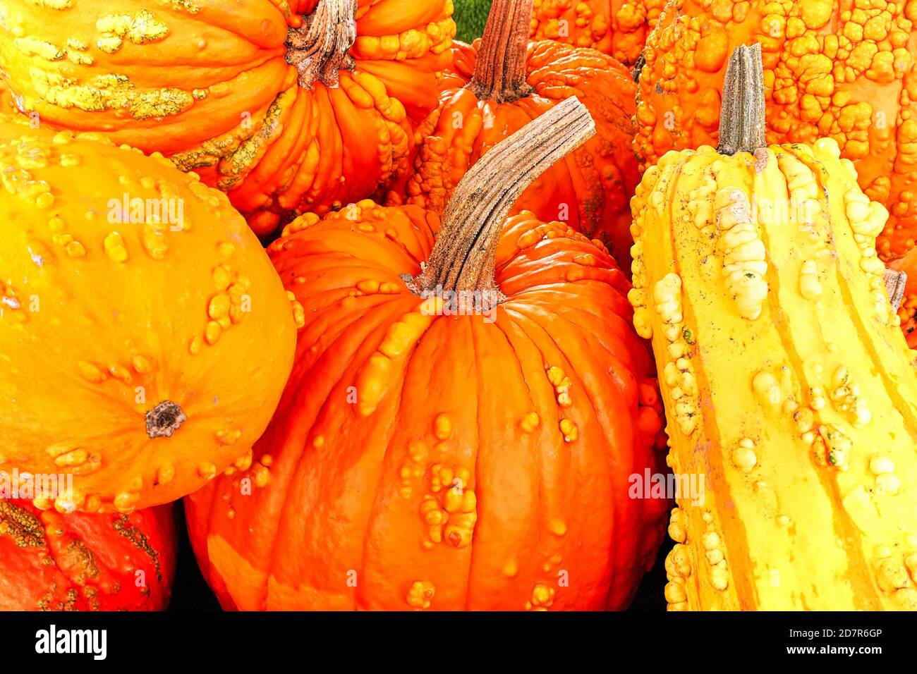 A background of various bumpy warty pumpkins and squashes Stock Photo