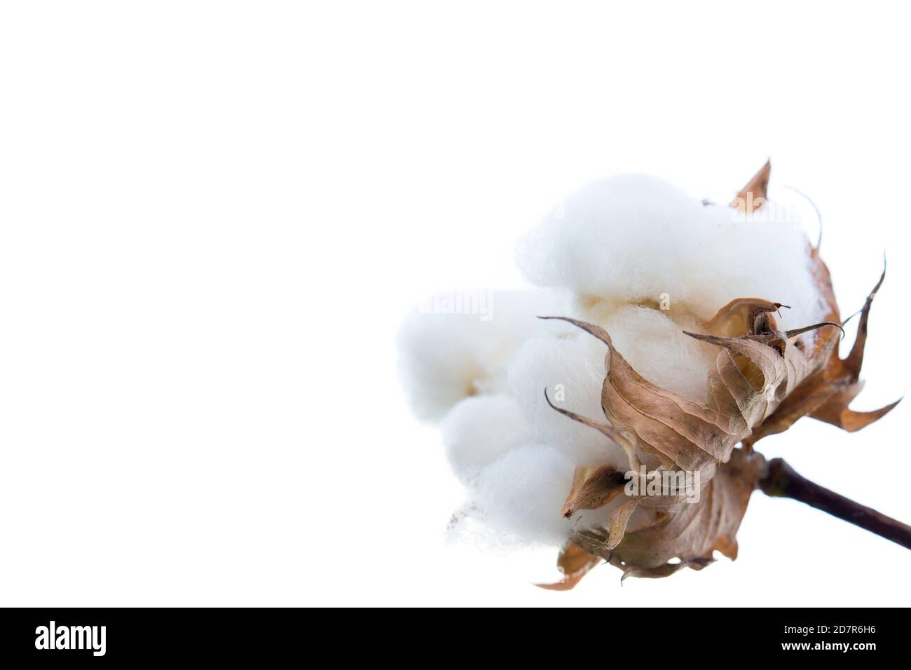 Cotton in a Louisiana Field Stock Photo - Alamy