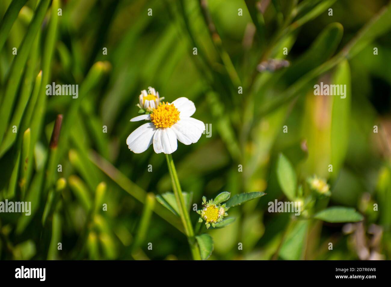 fresh chamomile at the garden in the middle of the park Stock Photo Alamy