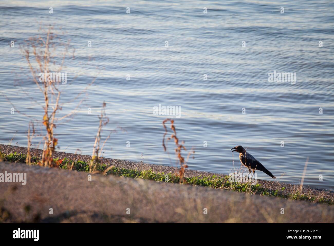 Focus on a hooded crow, a black and grey crow bird from the corvidae family, also called Corvus Cornix, standing next to the Danube river in Belgrade, Stock Photo