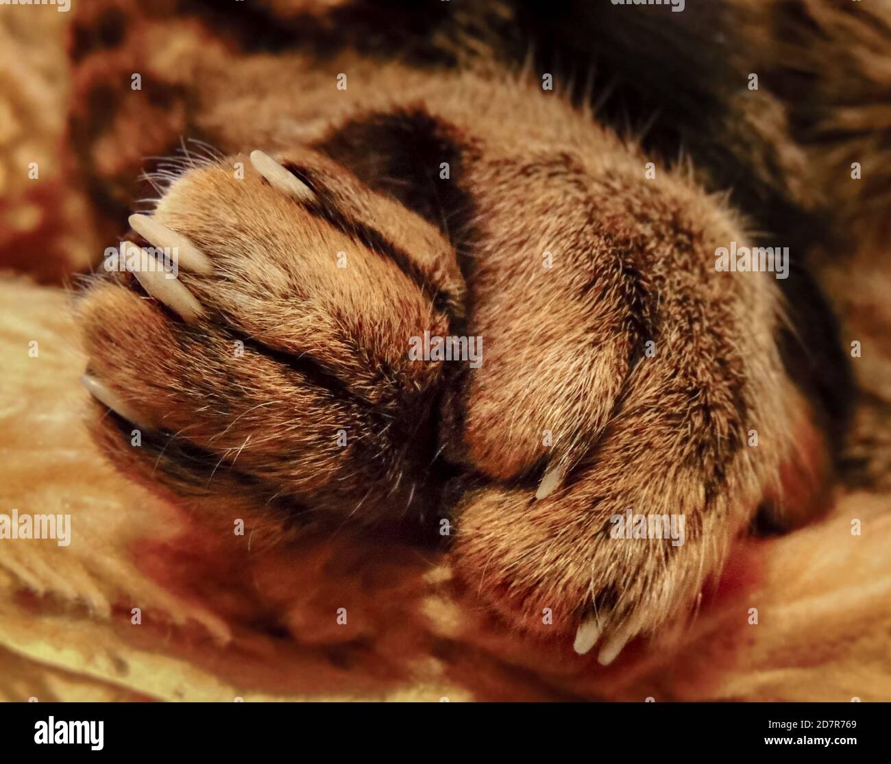 Large closeup image of Cat's paws with selective focus on the feline paws and blurred background Stock Photo