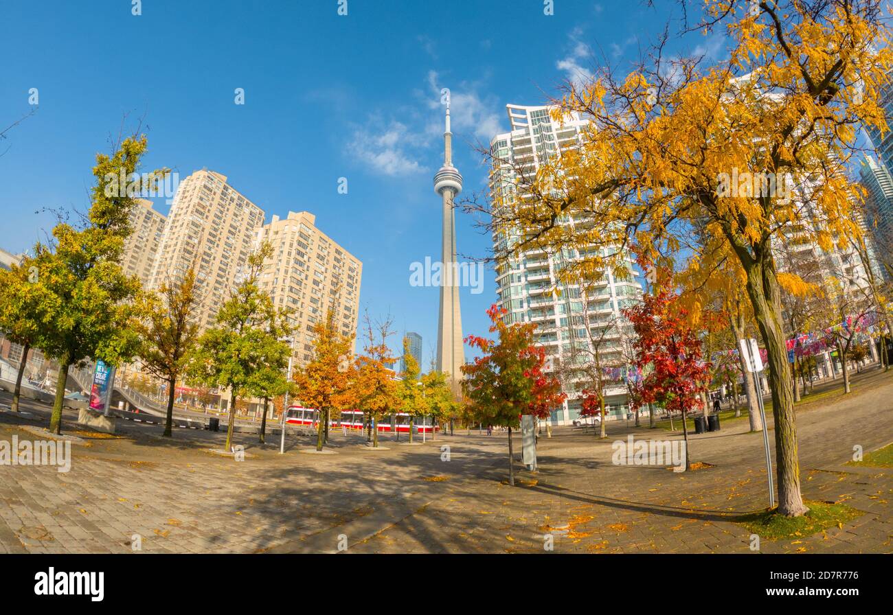 Toronto Harbourfront with beautiful autumn leaf colors, and CN Tower in background Stock Photo