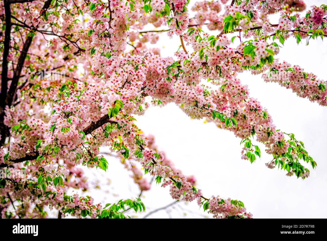 Spring rain in Kyoto with wet cherry blossom petals on tree branches against cloudy sky, perfect seasonal backdrop for kimono rental photography during Japan's spring rainy season