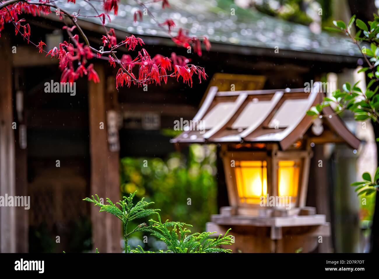 Kyoto, Japan Gion district spring trees plants and red maple leaves in garden park and orange illuminated lantern lamp and blurry bokeh background Stock Photo