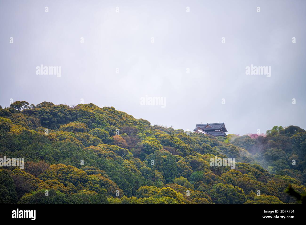 Kyoto, Japan cherry blossom pink and green trees in springtime with temple shrine castle building architecture pagoda mountain view in Sakyo ward Stock Photo