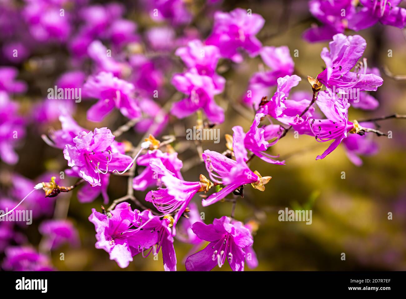 Kyoto, Japan closeup pattern of purple azalea rhododendron flowers tree ...