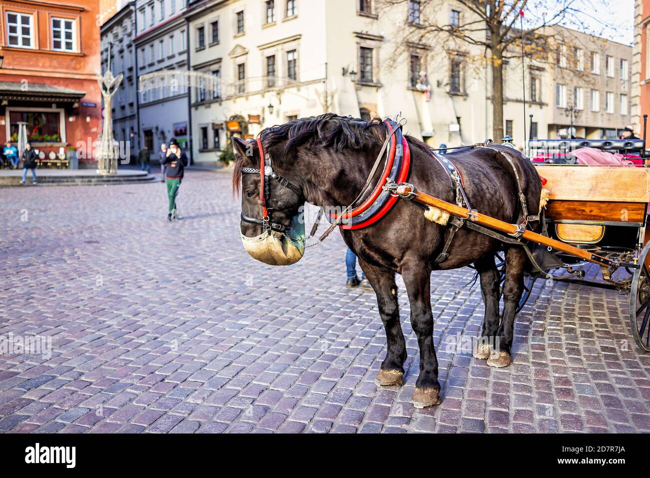 Warsaw, Poland historic buildings and horse carriage tour in old town during winter Christmas holiday with animal eating from feed bag on street Stock Photo