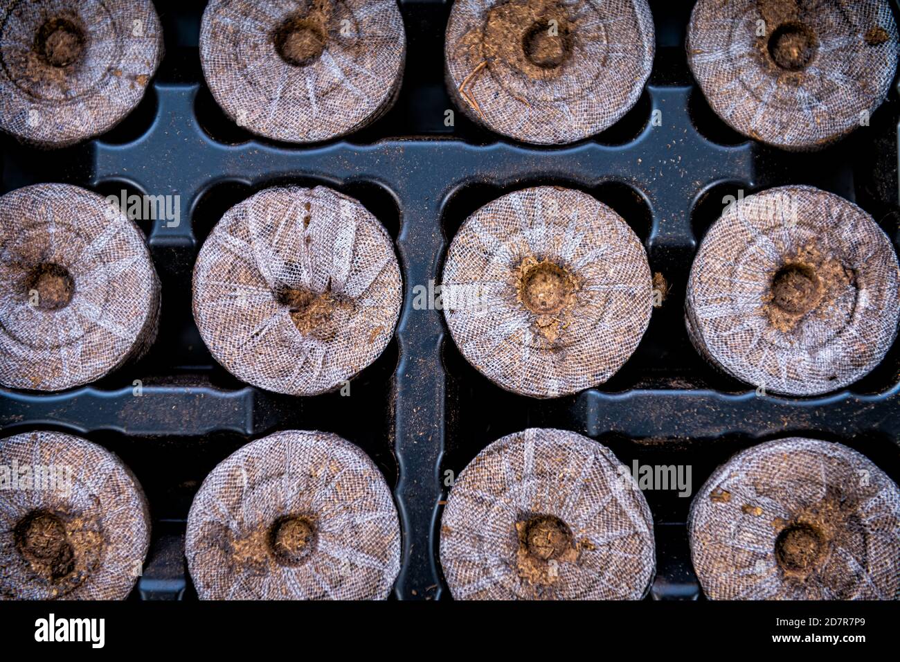 Peat pellets tablets macro closeup flat top view in mesh on black tray for potted plants containers for growing indoor garden seedlings during winter Stock Photo