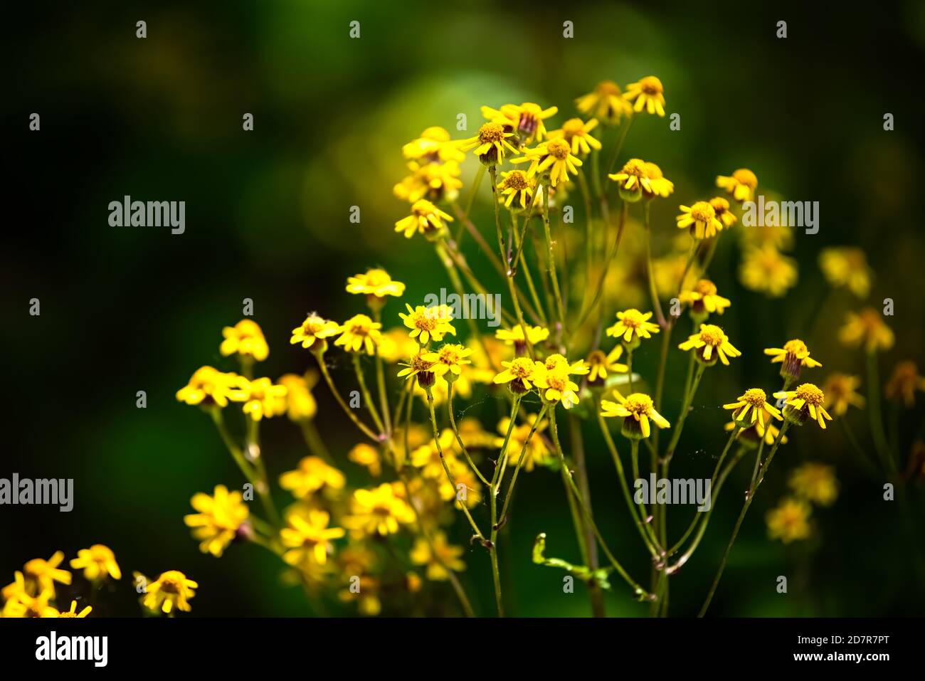 Closeup macro of golden aster wildflowers flowers in Story of the Forest nature trail in Shenandoah Blue Ridge appalachian mountains with bokeh blurry Stock Photo
