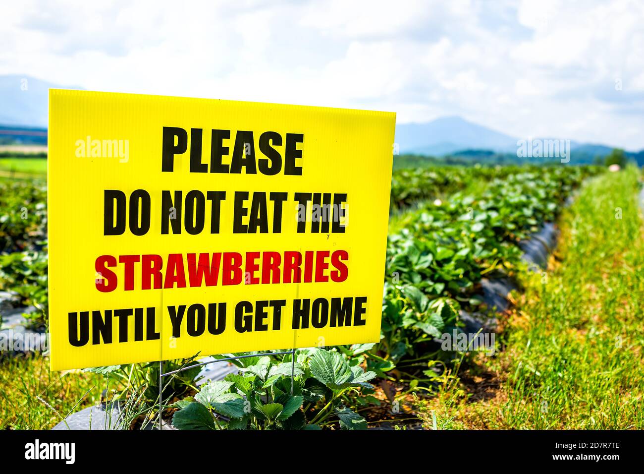 Strawberry picking sign closeup to please do not eat the strawberries until you get home during spring summer activity on pick your own farm Stock Photo