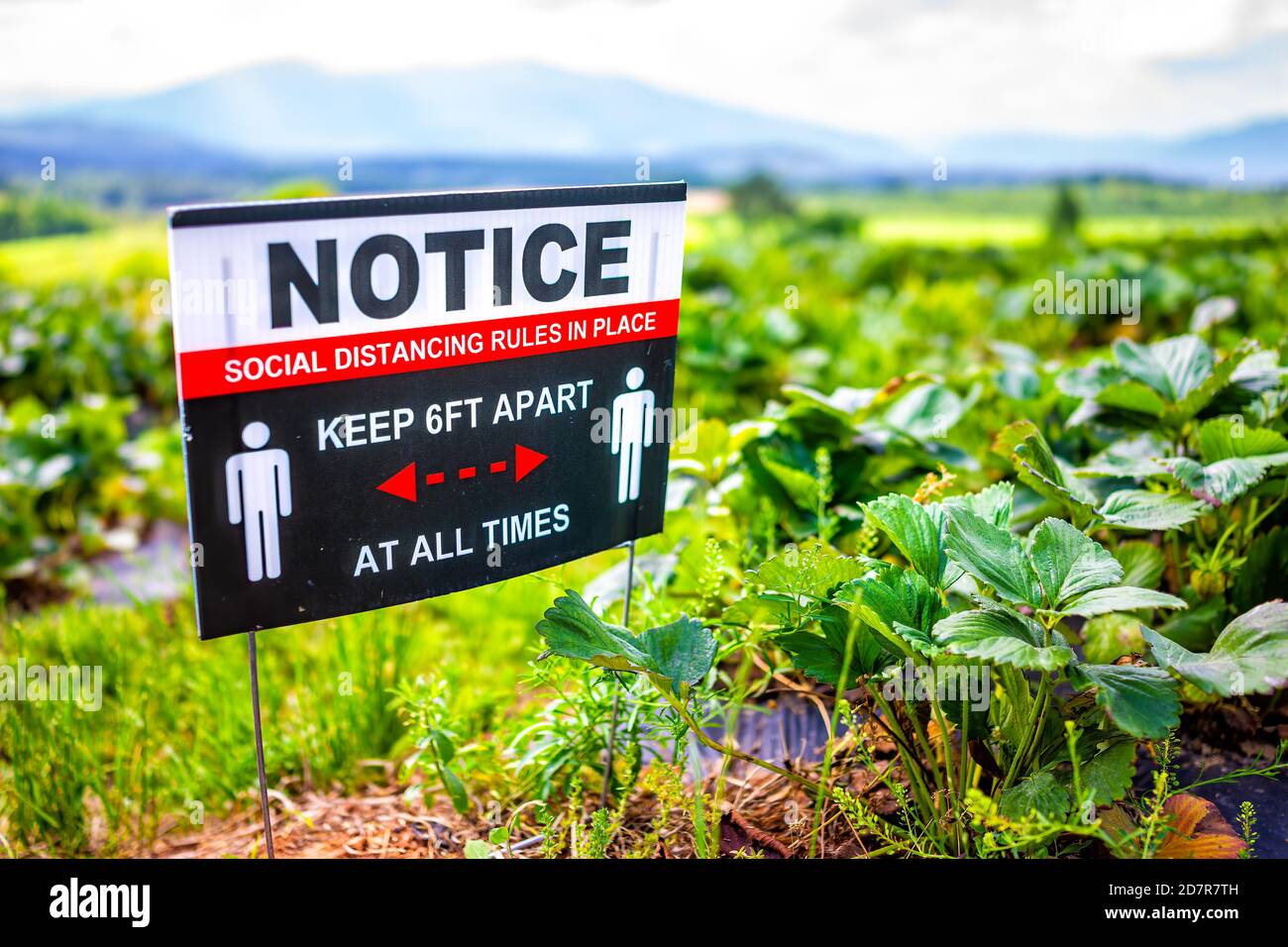 Strawberry picking with sign closeup for social distancing notice during summer activity on pick your own farm Stock Photo