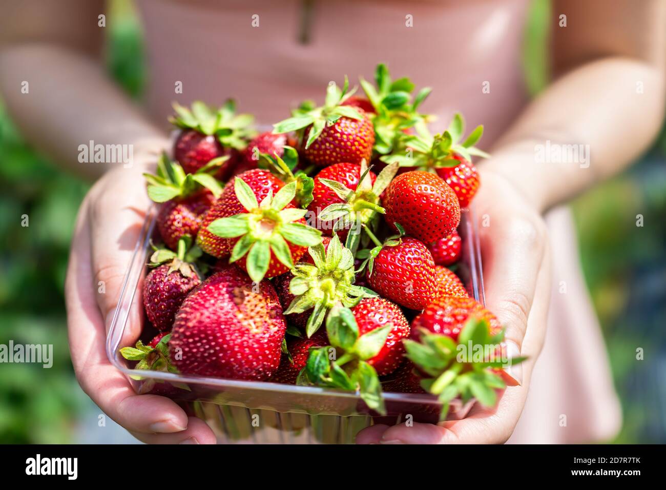 Farm summer countryside garden and woman young girl picking berries strawberries in pink dress with container full of red fruit Stock Photo