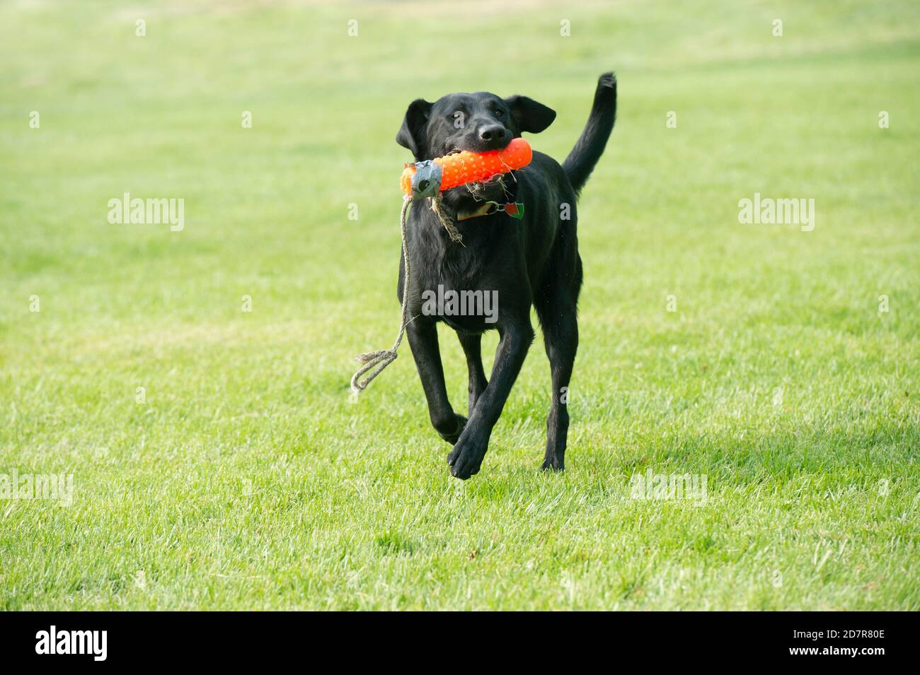 Black Labrador retriever retrieving retriever bumper Stock Photo