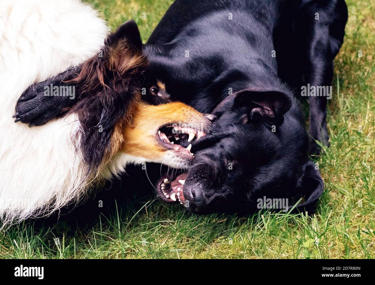 Two Black And White Dogs High Resolution Stock Photography and Images ...