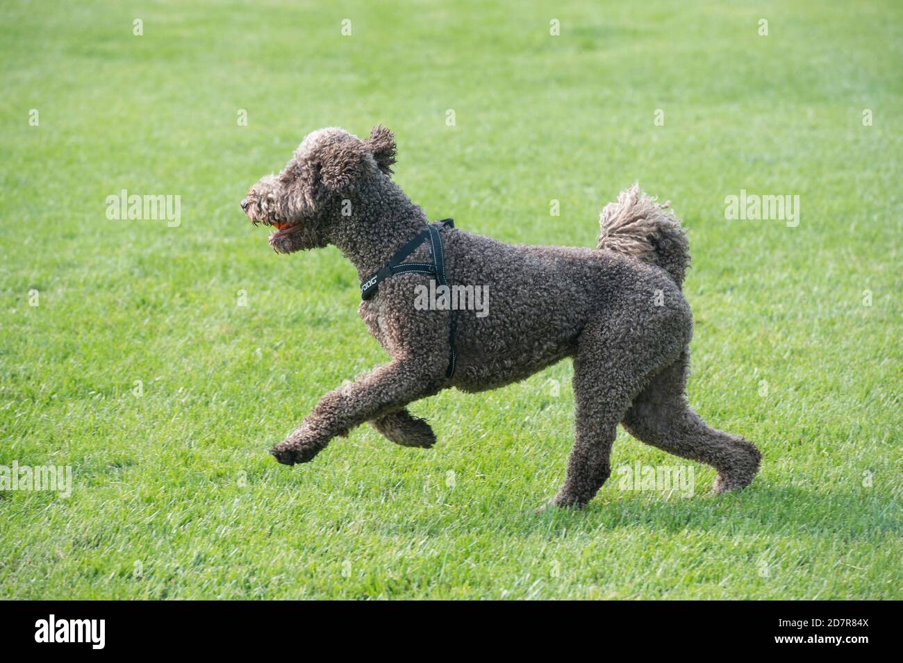 Standard poodle running on lawn Stock Photo