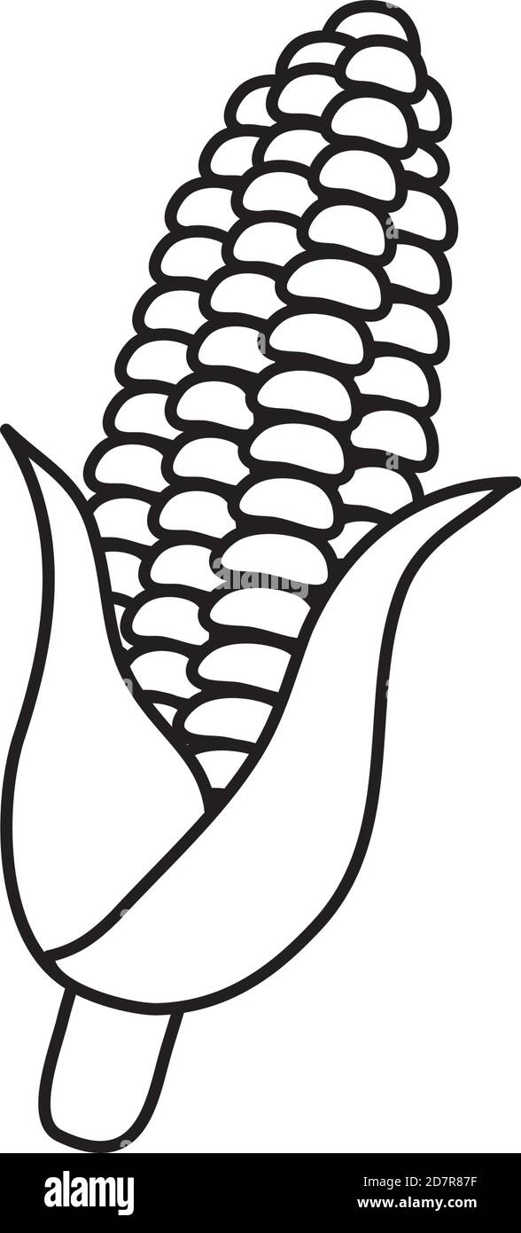 corn cob icon over white background, line style, vector