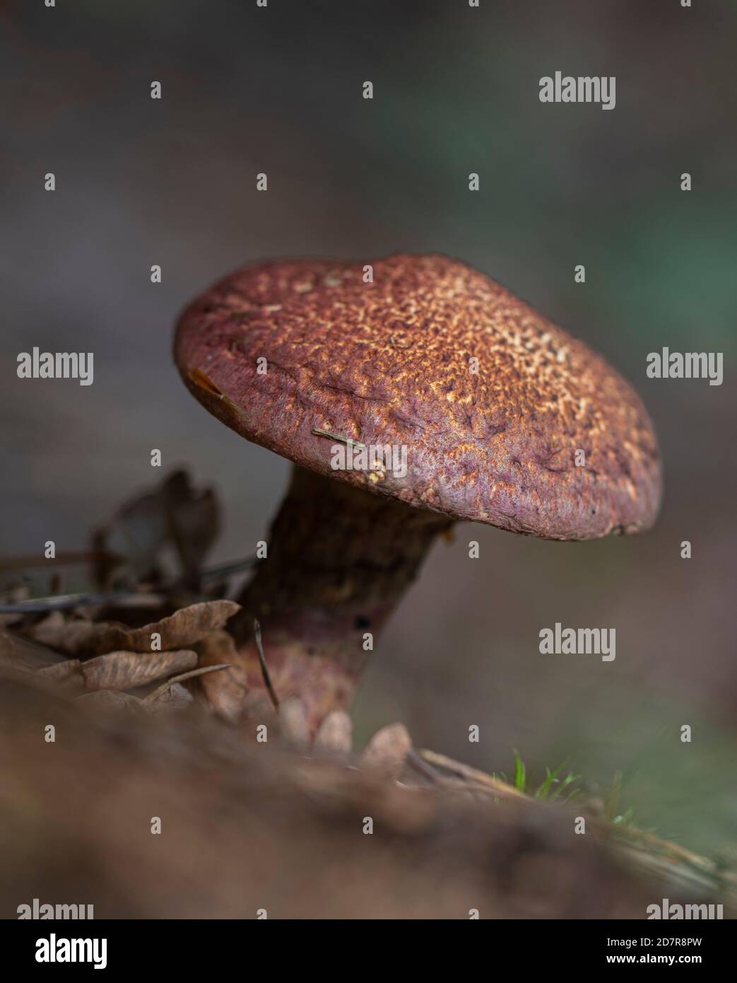 A macro of a Painted suillus bolete (Suillus spraguei) Stock Photo
